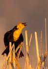 Yellow headed blackbird singing in cattails at Ninepipe NWR near Ronan, Montana, USA. Art Print